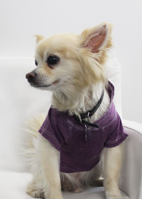 Doggy Hoodie-Plum-Large