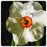White Daffodil Digital Print Shirt - Graphic Comfort
 - 1